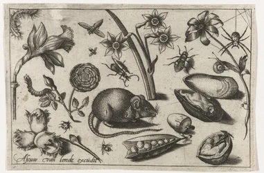 Blumen, eine Maus, Insekten und eine Muschel