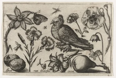 Blumen, eine Birne und eine Taube, Vögel, Blumen, Insekten etc. (Serientitel)