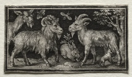 Ziegen und Hase