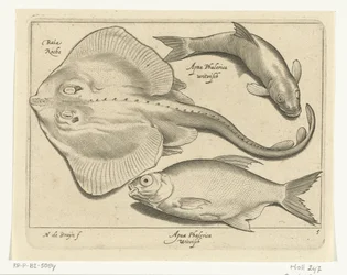 Rochen, Brassen und Weißfisch