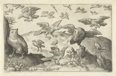 Uil met prooi belaagd door andere vogels