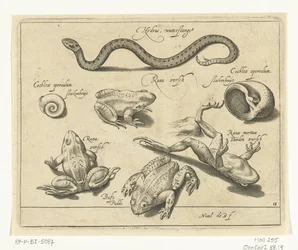 Wasserschlange, Frösche und Kröten