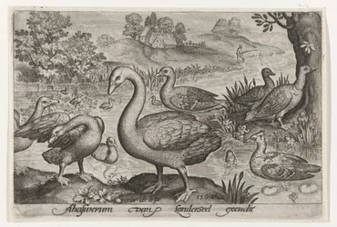 Schwan und Gänse und Enten am Wasser