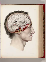 Eine handkolorierte Lithographie eines sezierten Kopfes im Profil, die das Gehirn zeigt, aus "Traite Complet de l
