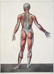 Anatomie des menschlichen Körpers, aus 