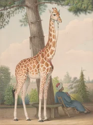 Studie der Giraffe, die Charles X. vom Vizekönig von Ägypten geschenkt wurde