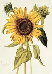 Helianthus Annuus (Sonnenblume) Nr.71 aus 