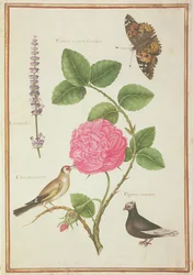 Centifolia-Rose, Lavendel, Schildpatt-Schmetterling, Stieglitz und Hauben-Taube
