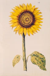 Sonnenblume oder Helianthus, aus 