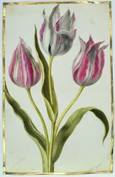 Tulpen, ca. 1675