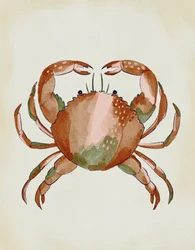 Aquarell Krebs