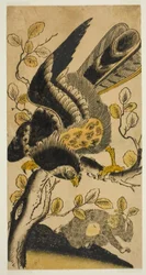 Adler und Affe