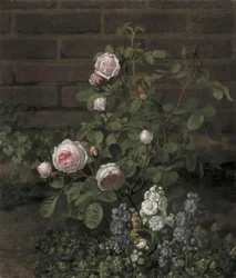 Ein Moosrosenbaum umgeben von Sommerblumen