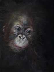 Baby-Orang-Utan 3, 2015