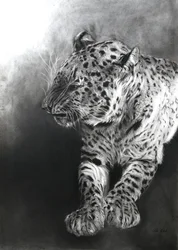 Panthera pardus 2, 2009