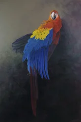 Roter Ara 3, 2014