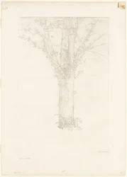 Baum