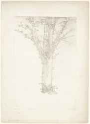 Baum