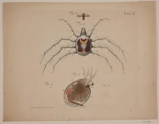 Insekten. Tafel II aus zoologischem Werk