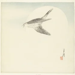 Kuckuck fliegt bei Vollmond