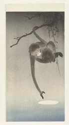 Affe und Spiegelung des Mondes