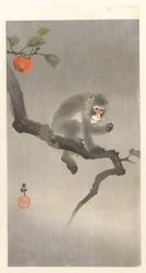Affe im Kakibaum