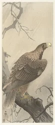 Adler auf einem Baumzweig