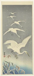 Absteigende Reiher im Schnee