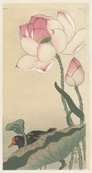 Gallinule mit Lotusblumen