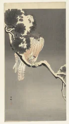 Habicht mit Spatz