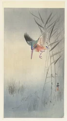 Eisvogel jagt auf Fisch