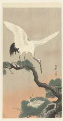 Japanischer Kranich auf einem Kiefernzweig