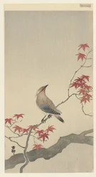 Japanische Seidenschwanz auf Ahorn