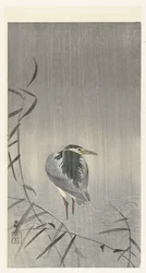 Ente im Regen