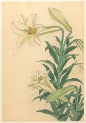 Lilien Teppoyuri