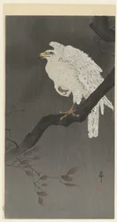 Schneeadler auf einem Baumzweig