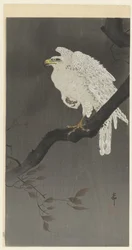 Schneeadler auf einem Ast