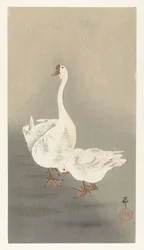 Zwei Gänse