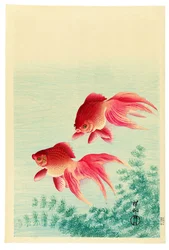 Zwei Schleierschwanz-Goldfische