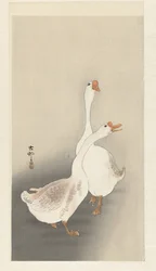 Zwei Gänse