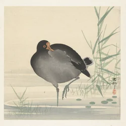 Teichhuhn