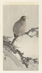 Seeadler auf einem Ast