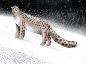 Schneeleopard in Winternacht