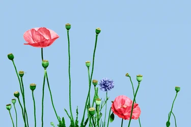Rosa Mohnblumen, 2019