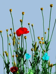 Mohn und Blumen, 2019 (digitale Mischtechnik)