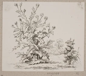 Die Distel und die Rose