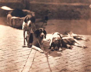 Jagdhunde, um 1853