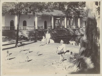 Indische Männer mit Äffchen auf einem Hof an einem Wasser, möglicherweise in Surabaya