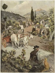 Die Weinlesezeit in Italien
