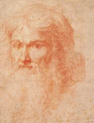 Kopf eines Mannes mit langem Bart